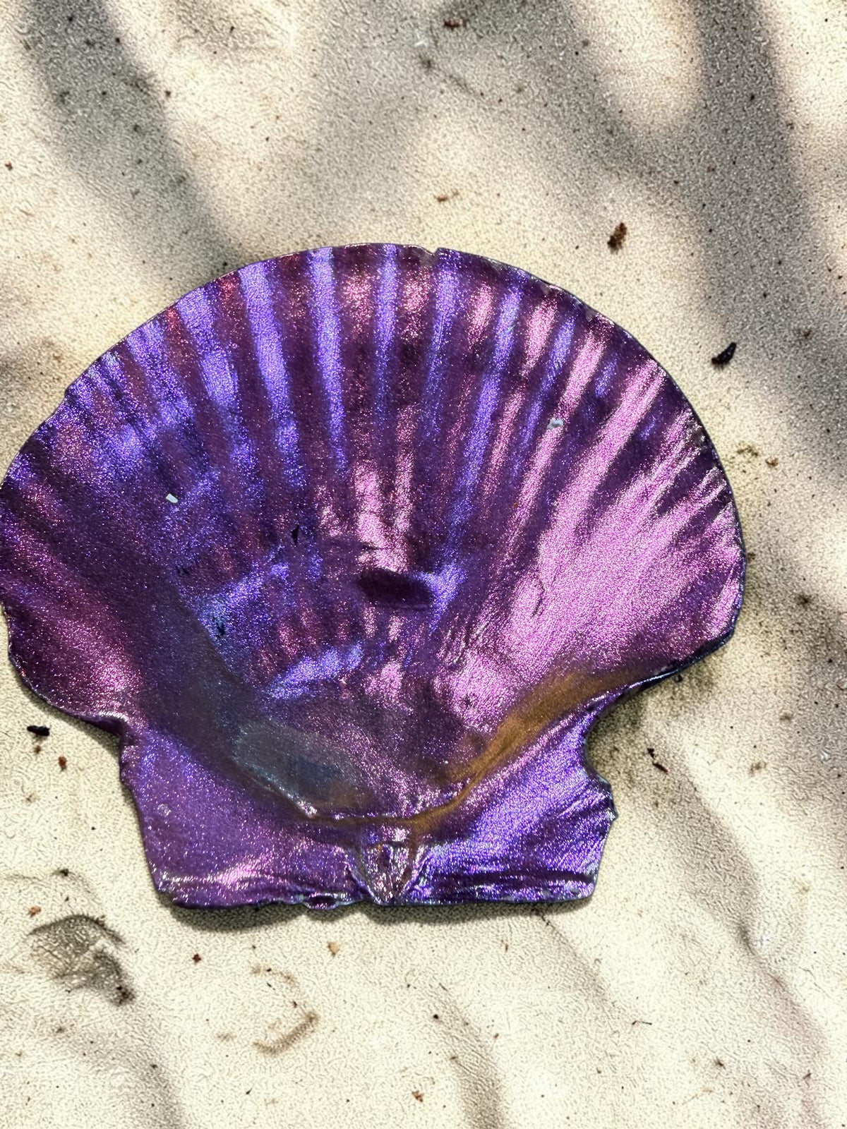 Decorative Shells