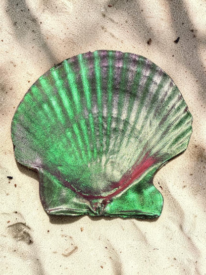 Decorative Shells